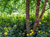 Photo of the Native Plant Garden