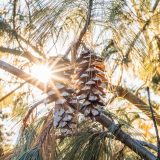 Two pinecones hanging from a branch with the sun streaming through the branches behind them.