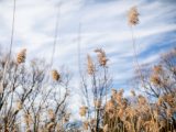 Browning grasses in the Wetland Trail in winter.