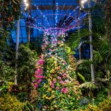 Photo of the Orchid Show at night