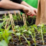 Sunflower, scallion, and spinach plants sprouting in a black plastic tray. Someone can be seen snipping other sprouts with red clippers in the background.