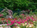 Photo of the Rose Garden in summer