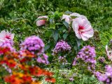 Photo of the Native Plant Garden