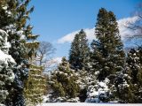 Ornamental Conifers - Winter