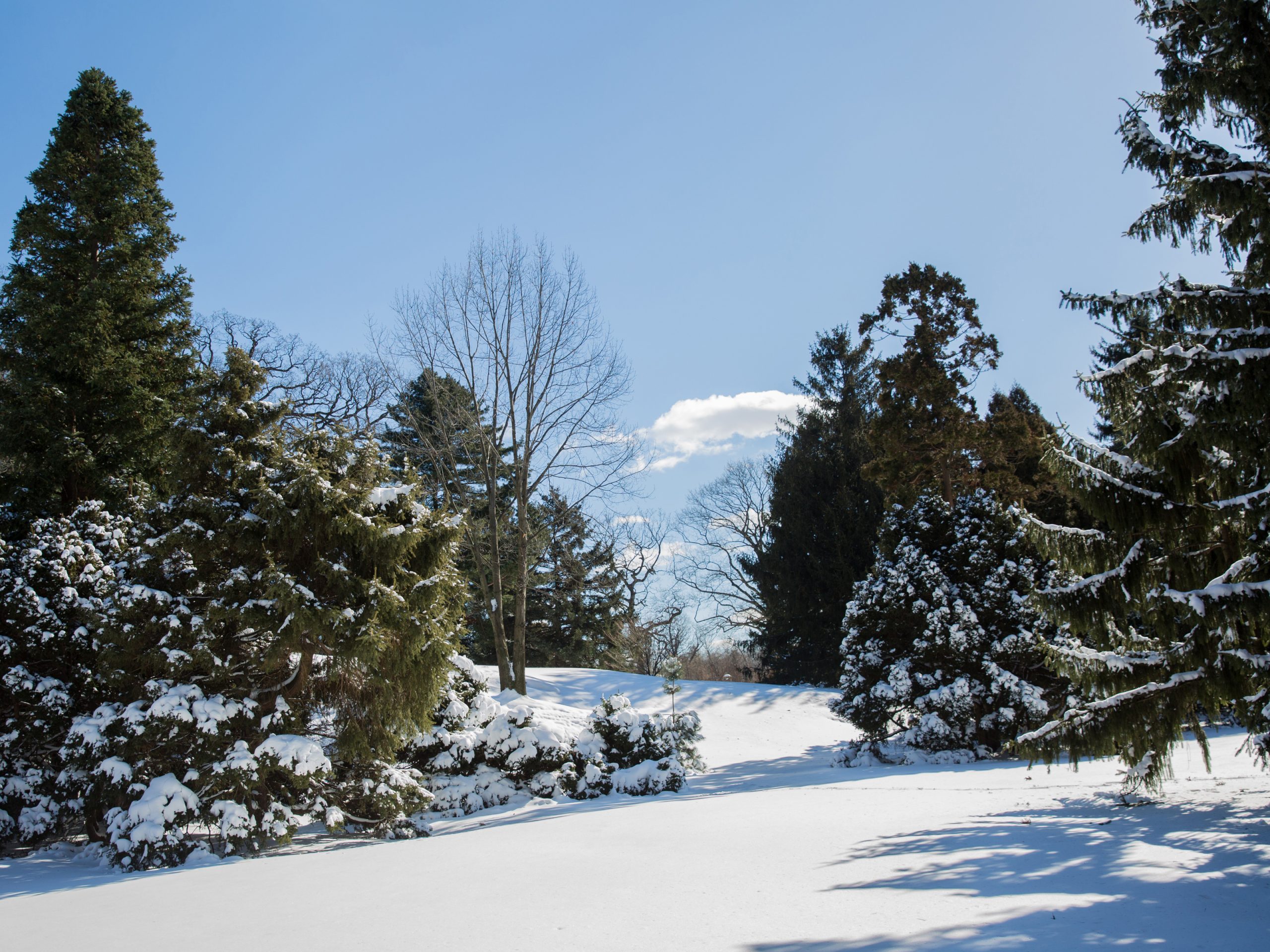 Ornamental Conifers | New York Botanical Garden