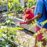 A child wearing a blue shirt and red shorts using a red watering can to tend to crops in planters