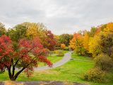 Fall colored trees at Daffodil Hill.