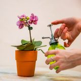 Photo of a gardener spraying an orchid