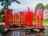 Photo of Red Reeds