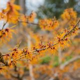 Orange witch hazel