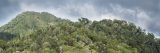 image of cuban forest