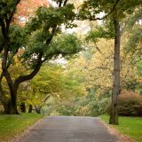 Magnolia Way in early fall