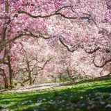 Magnolia Way, cherry trees in bloom