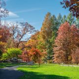 Steinhardt, Maple, Collection