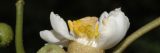 close up view of white flower