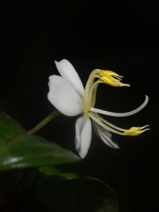 White and yellow flower in bloom