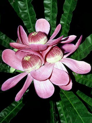 Purple Flower