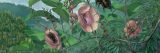 Painting of Amazonian biota.