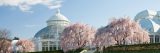 Cherry blossom trees by the Conservatory in Spring