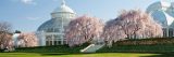 Conservatory with pink cherry trees in spring