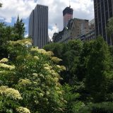 View of central park trees