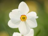 Daffodils - Spring