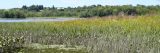 image of water way with reeds and tall grasses.