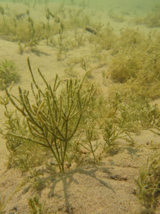 Underwater photo of green plants.