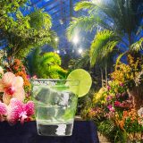 Orchid_Evening_2018-1.1