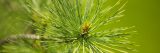 close up of conifer needles
