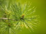 Ornamental Conifers - Summer