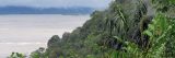 Image of river and trees in Amazonia National Park