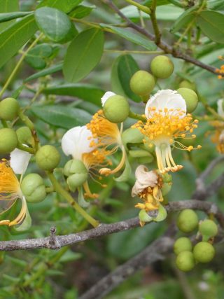 White and yellow flowers on green tree.