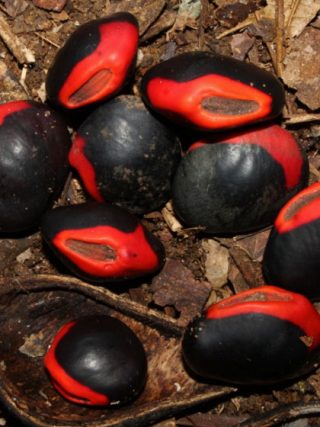 Red and Black round seeds