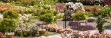 Rose Garden with bright multiple colors in purple, pink, and white.