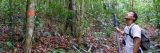 Trees of forest in Montane.