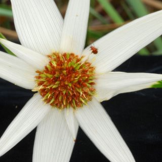 White flower with small red bug crawling on it.