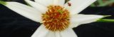 Close up of yellow center with white petals on a flower and small bug.