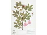 A photo of an herbarium specimen of Rosa Palustris