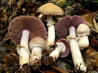 A group of white stemmed mushrooms