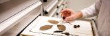 A scientist prepares a herbarium specimen.