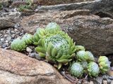 Perennial Garden - Fall