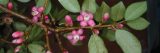 Close up of pink flowers on brown stem.