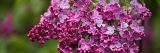 Close up of purple and pink lilacs