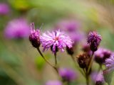 Wetland Trail - Summer