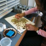 A scientist prepares an herbarium specimen.