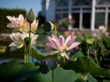 Waterlily and Lotus - Summer