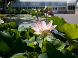 Waterlily and Lotus - Summer