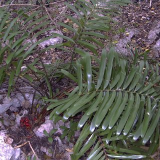 Green fern and purple flower from Jamaica