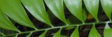 image of green leaf in the Caribbean.